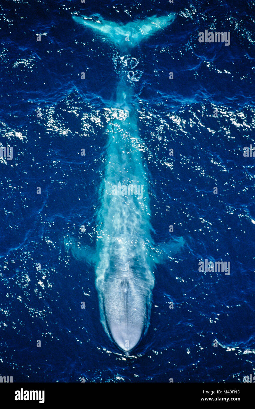 Blauwal (Balaenoptera musculus) Luftaufnahme von der Küste von Kalifornien, USA. Im pazifischen Ozean. Stockfoto