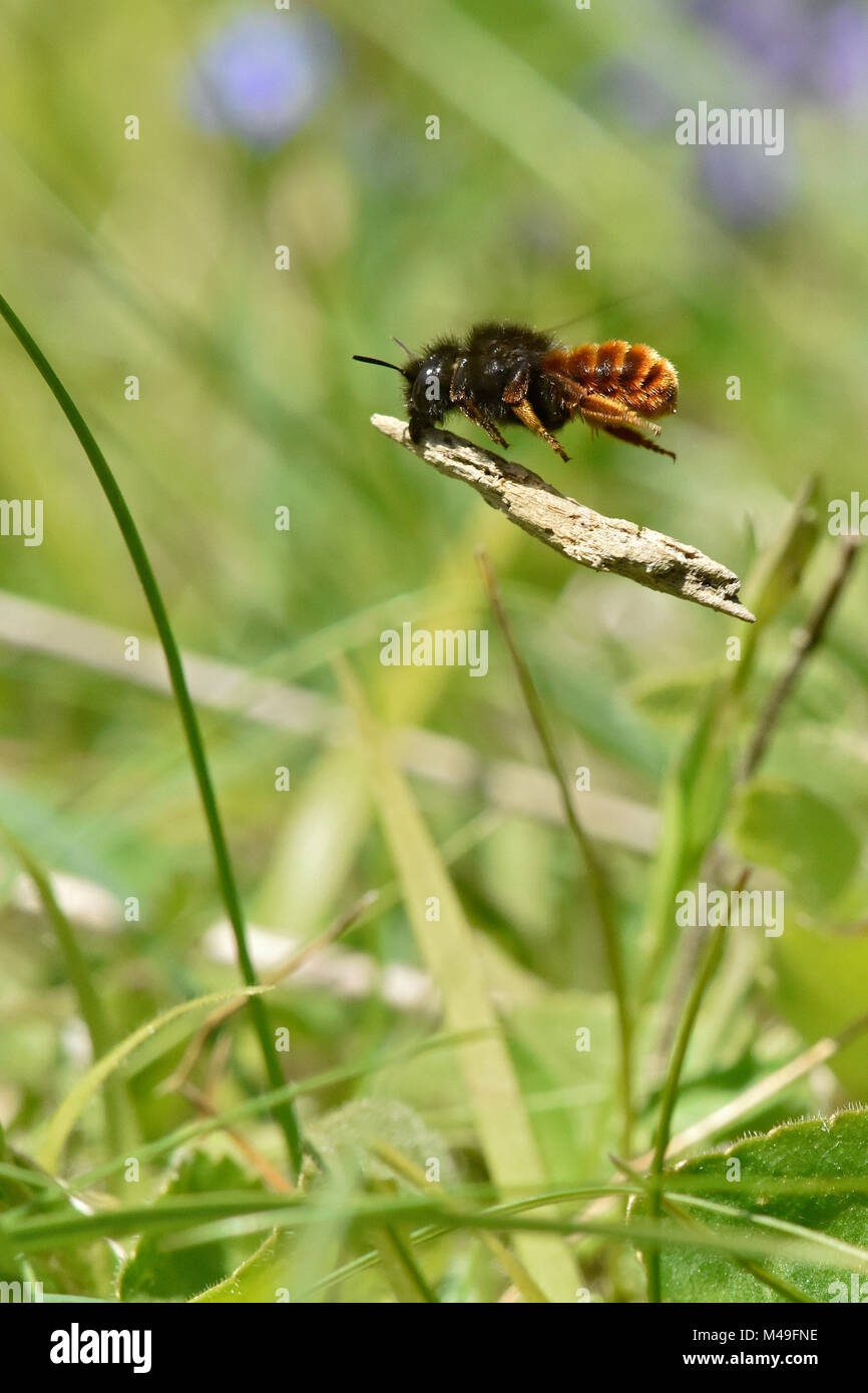 Zwei farbige Mason Bee (Osmia bicolor) Biene, die Nester in alten Schneckengehäusen und führt anschließend die Bits der Zweig oder der Vegetation der Shell, Buckinghamshire, England, UK, Juni Stockfoto