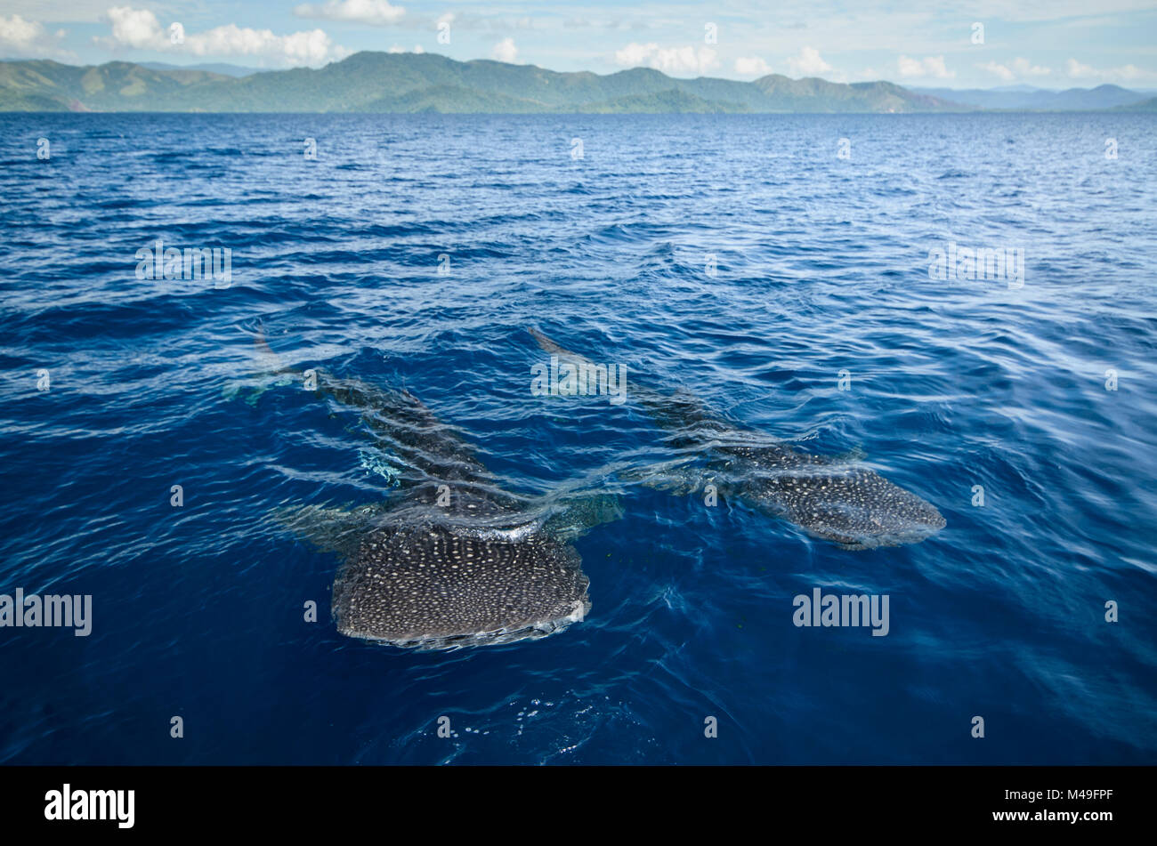 Der Walhai (Firma IPCON typus) nahe der Oberfläche, gesehen von oben, cenderawasih Bay, West Papua. Indonesien. Stockfoto