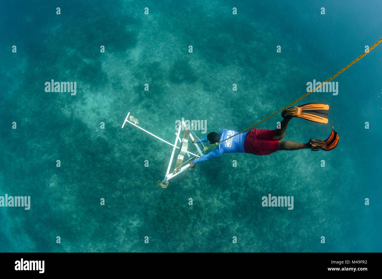 BRUV (Angelockte Remote Unterwasser Video-) Überwachung verwendet, größere marine Fische, Haie, Rochen und Schildkröten von der MAR-Allianz, Lighthouse Reef Atoll, Belize. Mai 2015. Model Released. Stockfoto