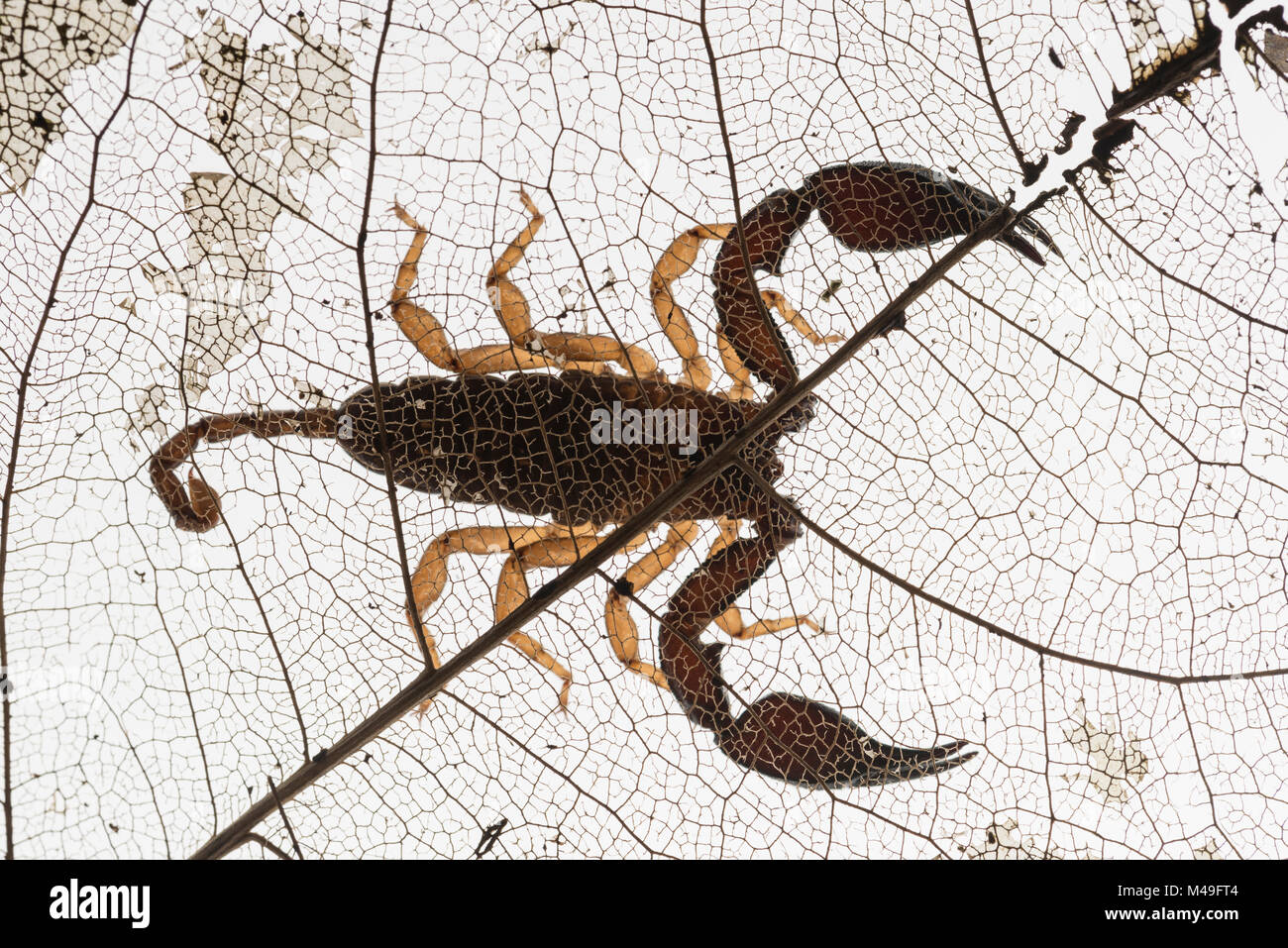 Regenwald scorpion, Queensland, Australien. Stockfoto