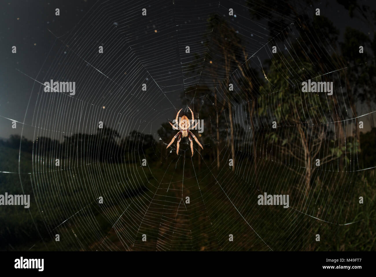 Orb weaver Spider (Araneidae) bei Nacht mit Sternenhimmel, Queensland, Australien. Stockfoto
