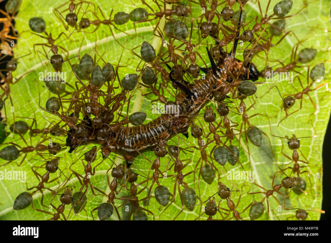 Grüner Baum Ameisen (Oecophylla smaragdina) Angriff auf eine Raupe, Queensland, Australien. Stockfoto