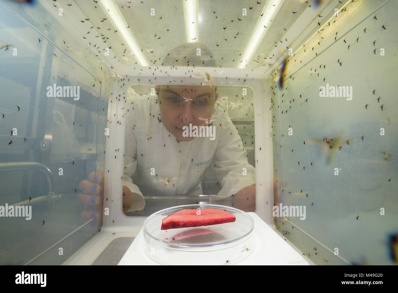 Wissenschaftler an der Aufzucht Käfig für Gelbfieber Stechmücken (Aedes aegypti). Bernhard-nocht-Institut für Tropenmedizin (BNI). Hamburg, Deutschland. April 2016. Stockfoto