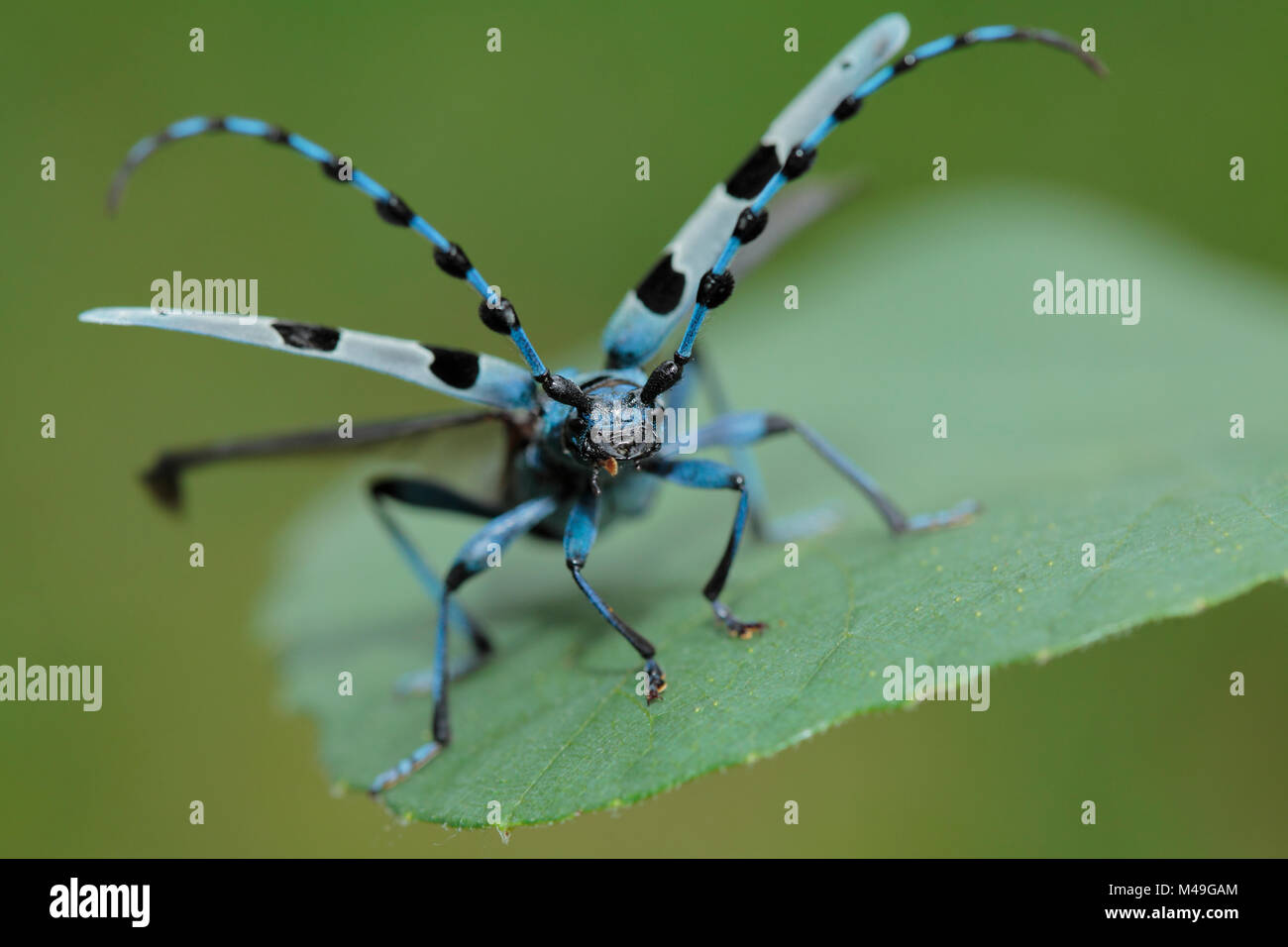 Alpine longhorn Beetle (Rosalia alpina) eine seltene und geschützte Longhorn beetle Leben auf morschen Kastanie Trunks, Kantabrien, Spanien, August Stockfoto