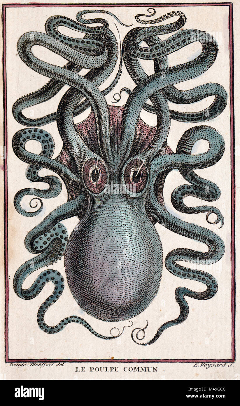 Historische Darstellung der Gemeinsamen Krake (Octopus vulgaris) Pierre Denys de Montfort Gravur von 'Histoire Naturelle Generale et Particuliere des Mollusques', 1801 - 1802. Stockfoto