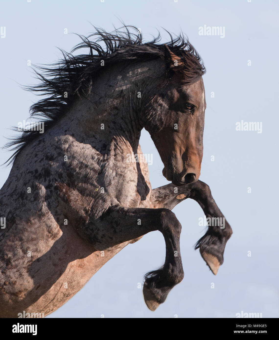 Wilde Mustang Pferd, Aufzucht, Pryor Mountains, Montana, USA. Juni  Stockfotografie - Alamy