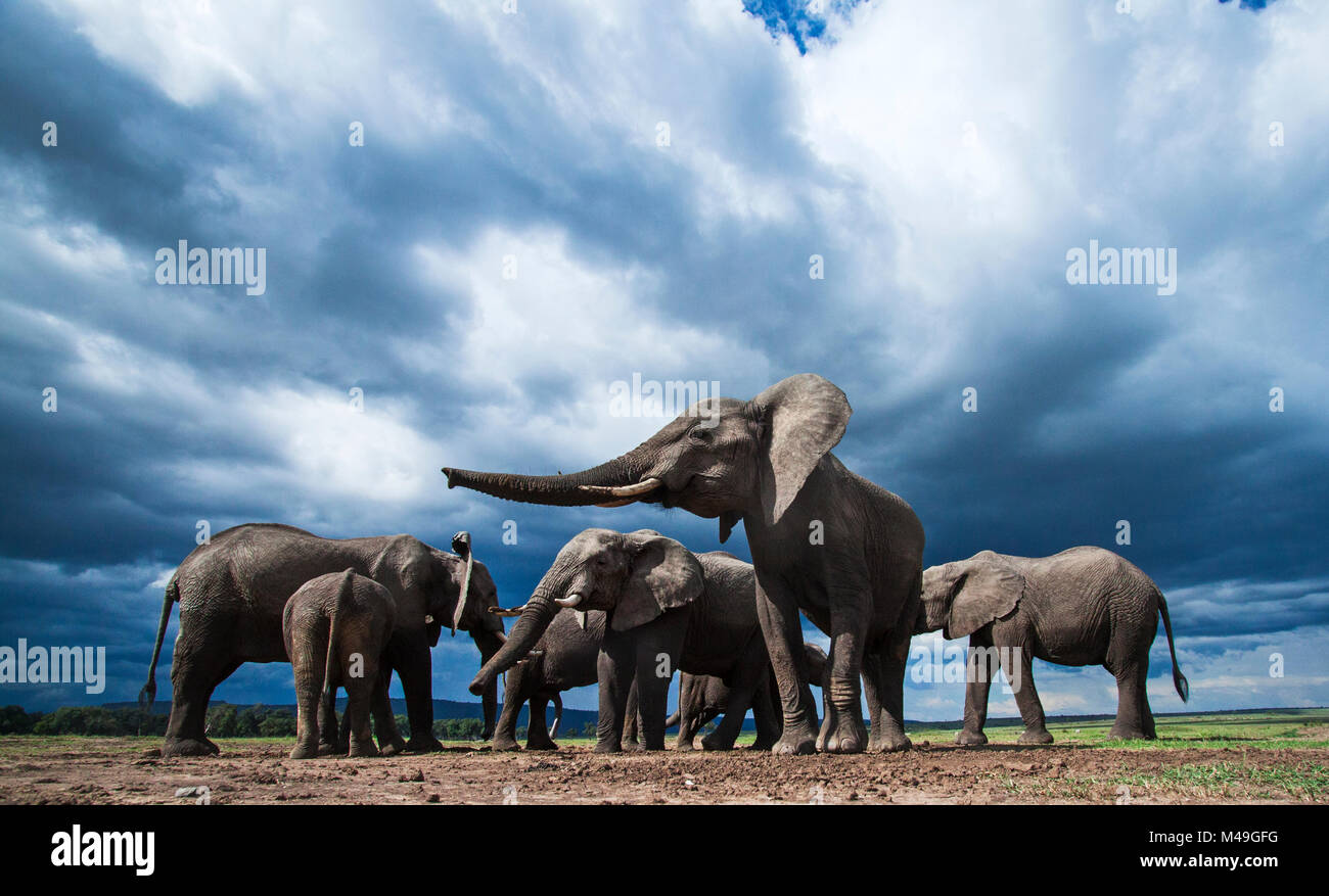 Afrikanische Elefanten (Loxodonta africana) Fütterung auf lockere Erde für seine Mineralien, mit stürmischen Himmel hinter, Masai Mara National Reserve, Kenia. Mit remote Weitwinkel Kamera genommen. Stockfoto