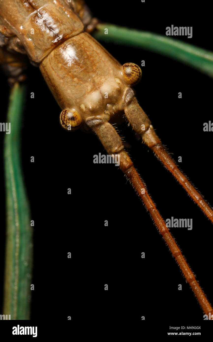 Insekt (Phasmatidae) South Texas, USA, April Stick. Stockfoto