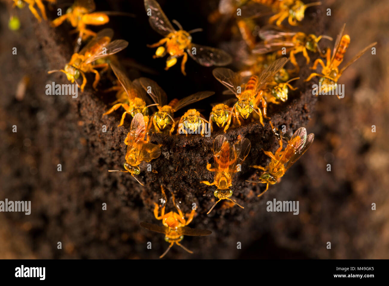 Stachellosen Bienen (Plebeia sp) am Eingang zu ihrem Bienenstock, Pacaya Samiria Nationalpark, Amazonas, Peru Stockfoto