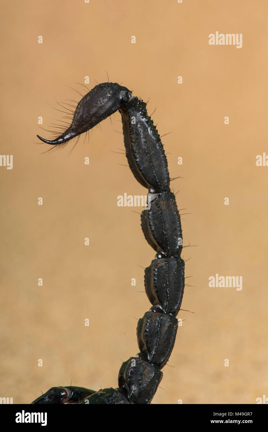 Asiatische Wald scorpion (Heterometrus Longimanus) Nahaufnahme von Schwanz und Sting, gefangen. Stockfoto