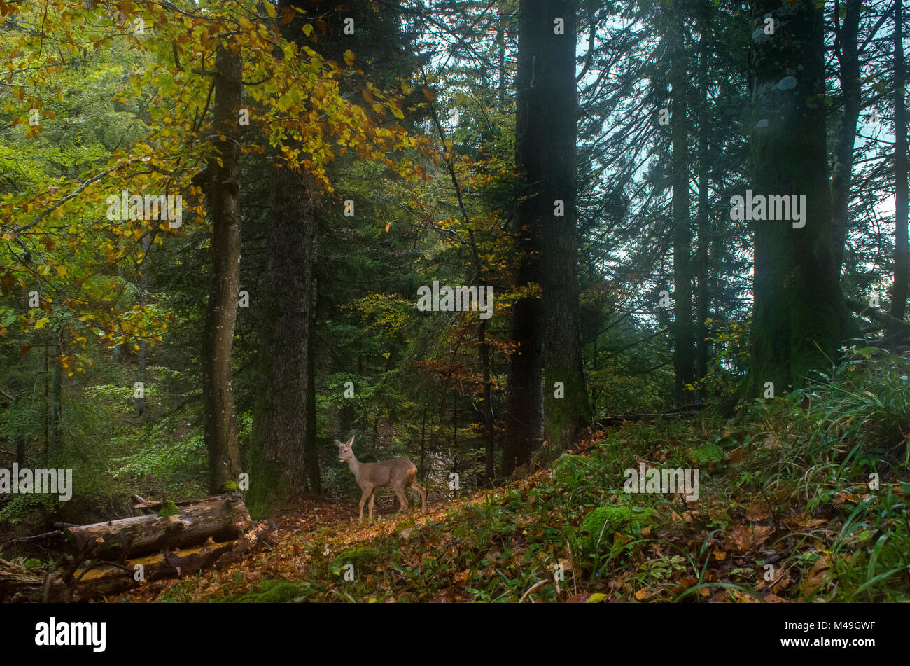 Reh (Capreolus capreolus) Weibliche in Wäldern, Jura, Schweiz, Oktober. Stockfoto