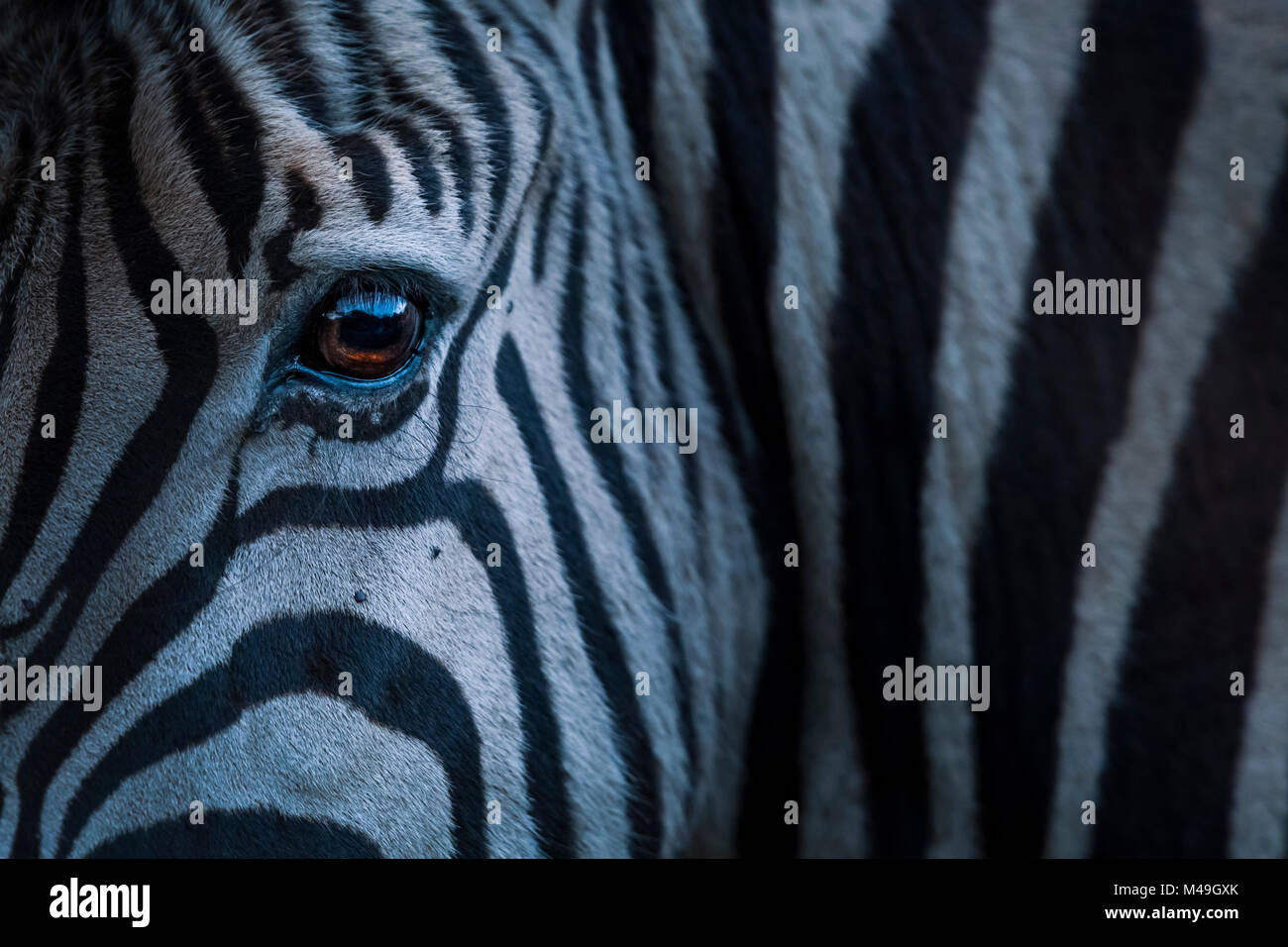 Ist klar, Zebras (Equus quagga) Nahaufnahme des Gesichts, Kariega Game Reserve. Südafrika. Stockfoto