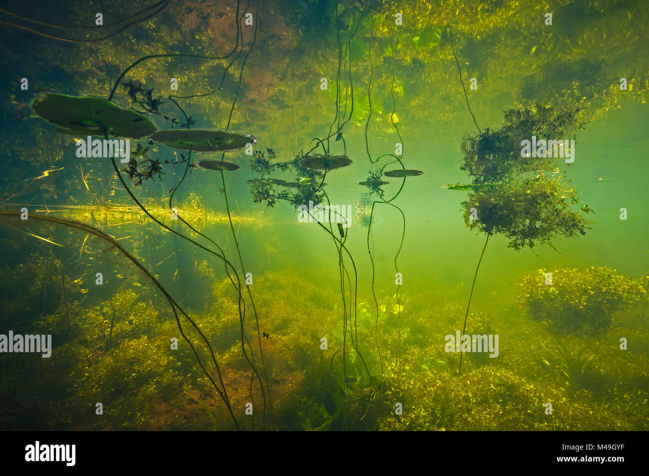 Mit Wasser gefüllten Graben mit Schatten eines Baumes auf dem Wasser mit Fransen Seerose (nymphoides Peltata) Star Wasserlinsen (Lemna trisulca) Niederlande. Juli 2015. In der Unterwasserwelt Kategorie der GDT-Wettbewerb 2016 ausgezeichnet. Stockfoto