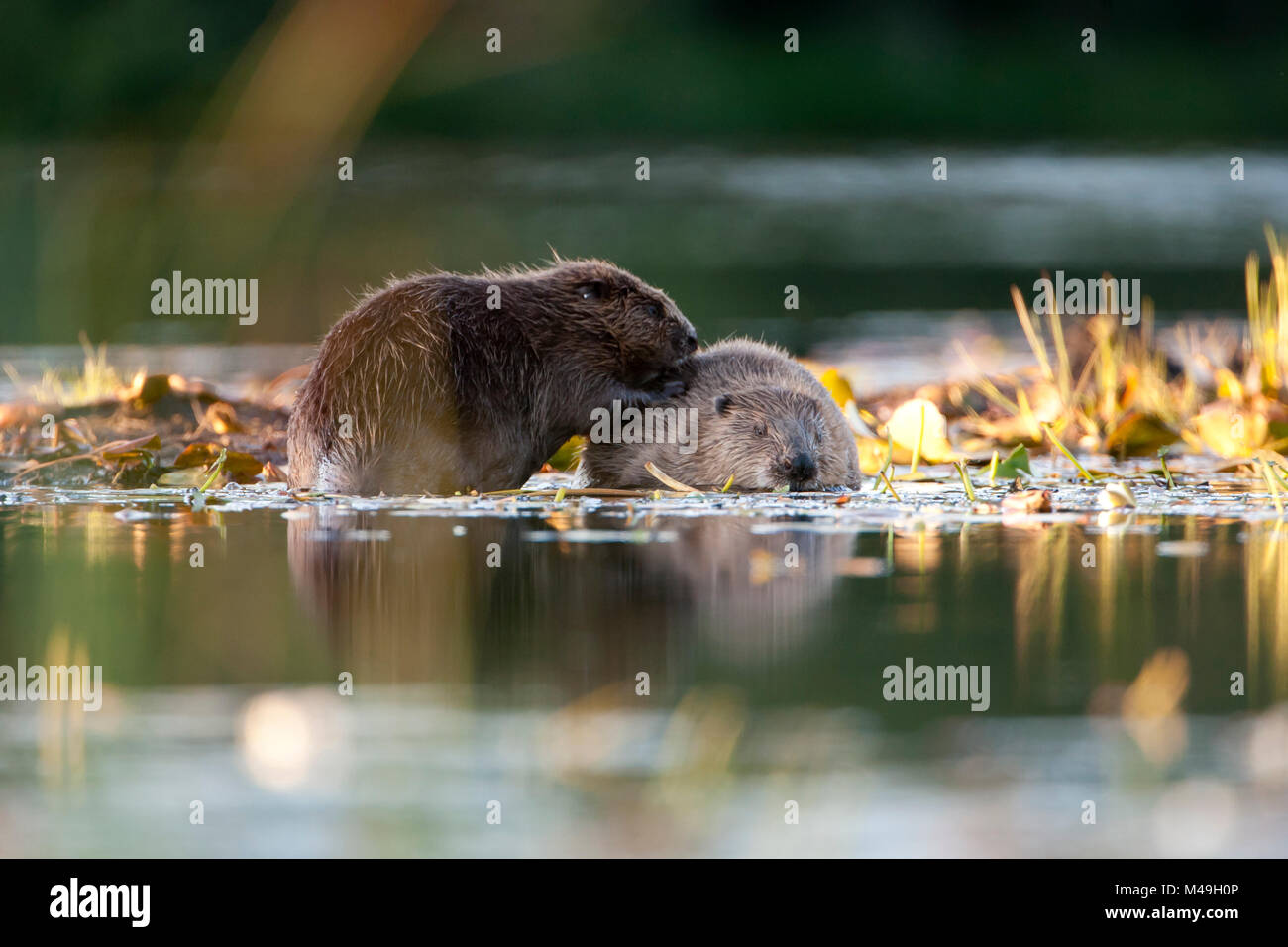 Europäischer Biber (Castor Fiber) Paar grooming, Knapdale, Argyll und Bute, Schottland, Großbritannien, Juli. Stockfoto