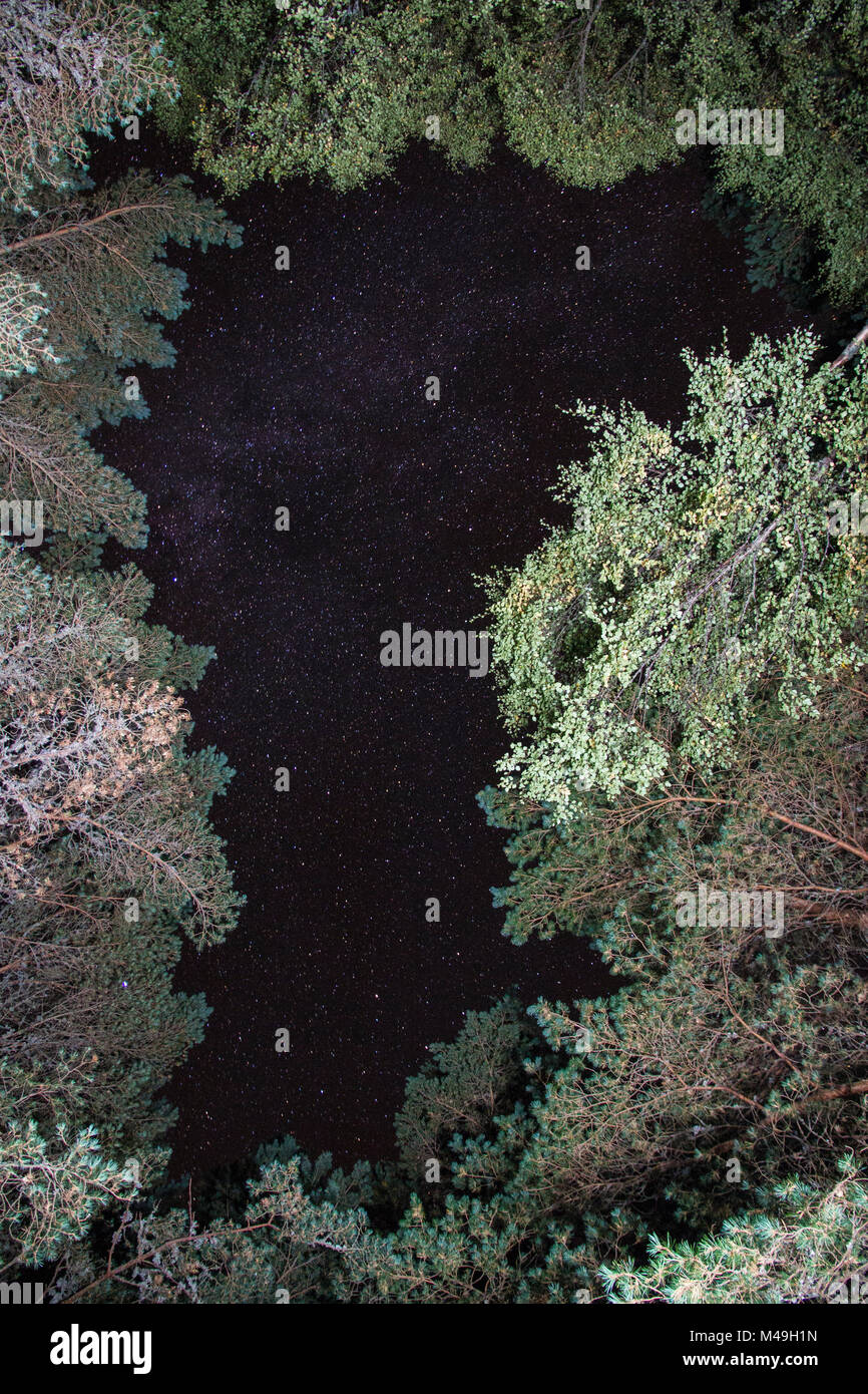 Nachthimmel durch Lücke in der Haube von Föhren und Silver Birch, Cairngorms National Park, Schottland, Großbritannien, Oktober. Stockfoto