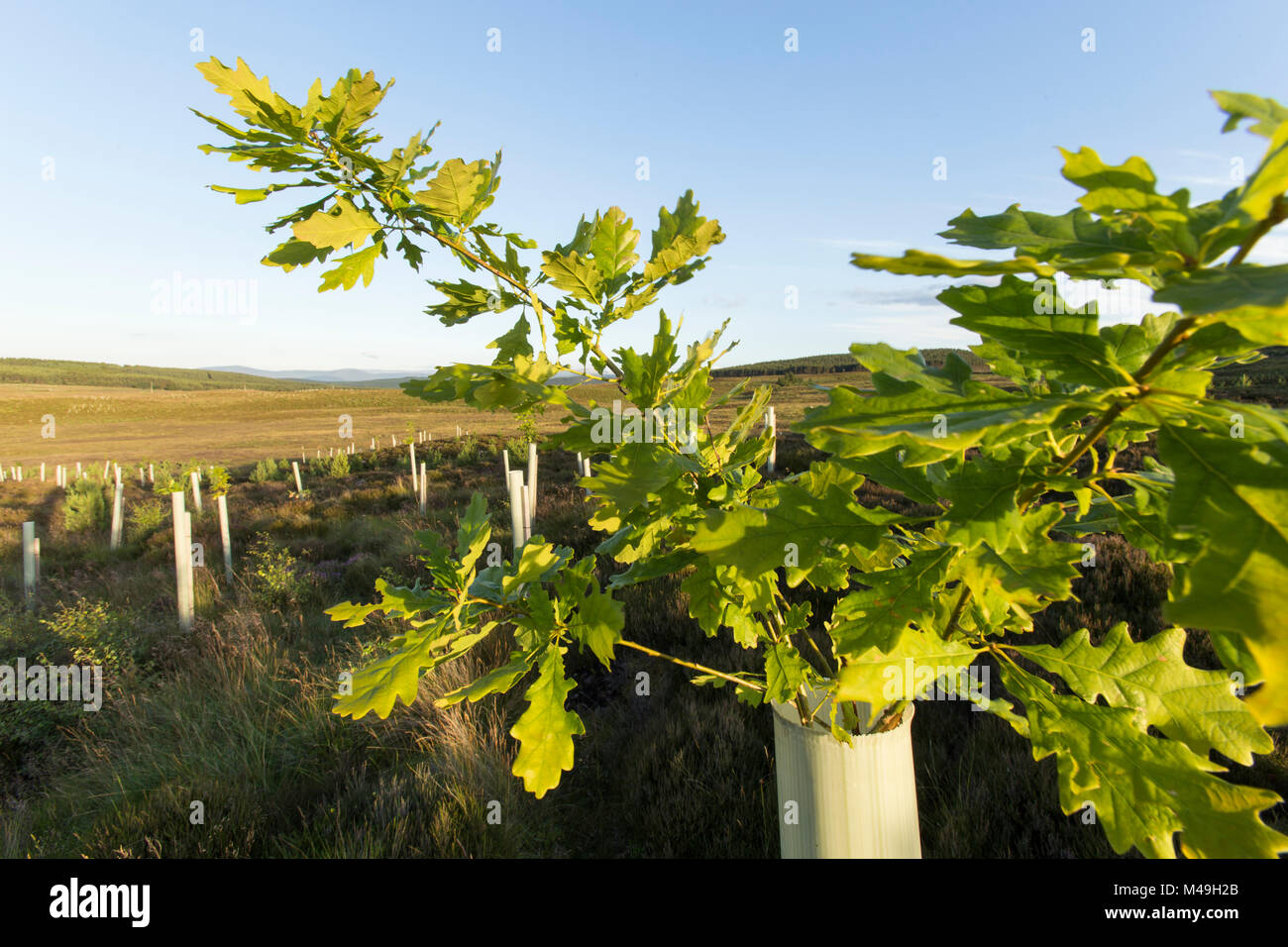 Sapling Eiche (Quercus robor) im Baum guard wachsen auf neu bepflanzten Fläche des Waldes durch Rotwild Zaun geschützt, in der Nähe der Duthil, Cairngorms National Park, Schottland, Großbritannien, Juli 2016. Stockfoto