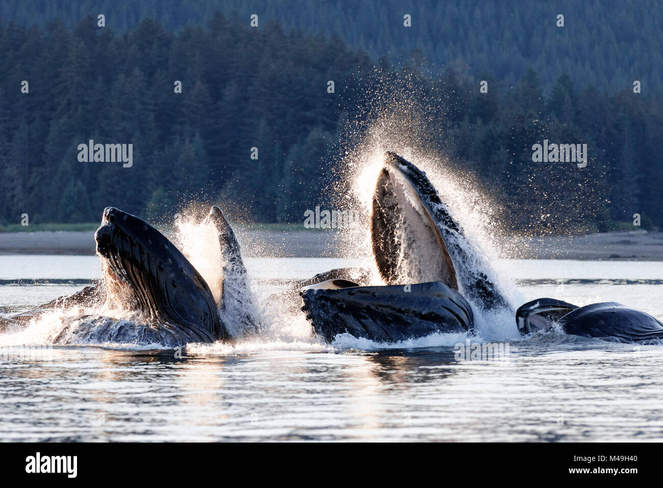 Buckelwale (Megaptera novangliaea) Pod in sozialen Nahrungssuche von Herding Hering und andere Fische mit Bubble Netz Technik beschäftigt, Chatham Strait, Alaska, USA Juli. Stockfoto