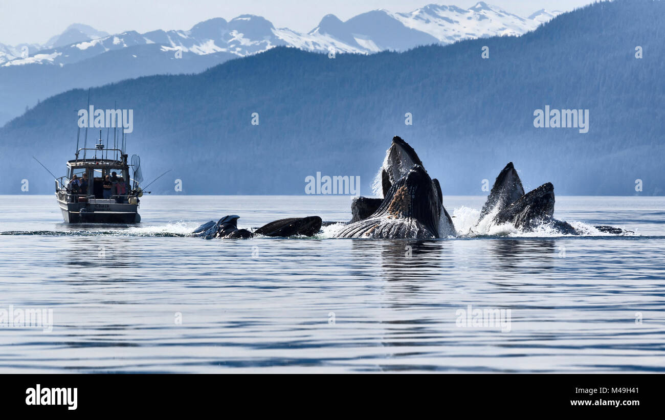 Buckelwale (Megaptera novangliaea) Pod in sozialen Nahrungssuche von Herding Hering und andere Fische mit Bubble Netz eingeschaltet mit Boot der Touristen beobachten, Chatham Strait, Alaska, USA Juli. Stockfoto