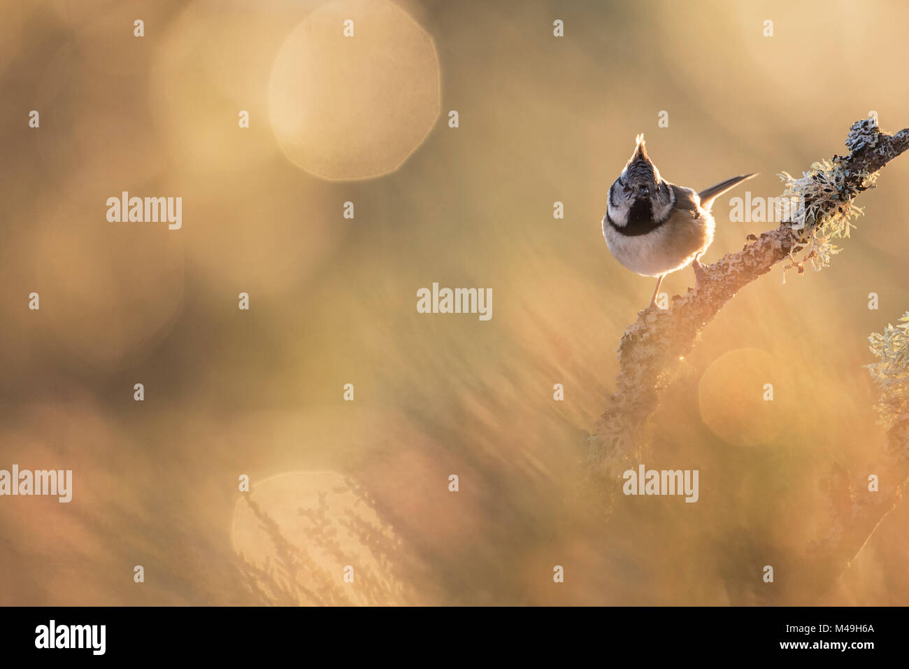 Crested tit (Lophophanes cristatus) mit Hintergrundbeleuchtung, hocken auf Flechten bedeckt Zweig, Glenfeshie, Cairngorms National Park, Schottland, UK, Januar. Stockfoto