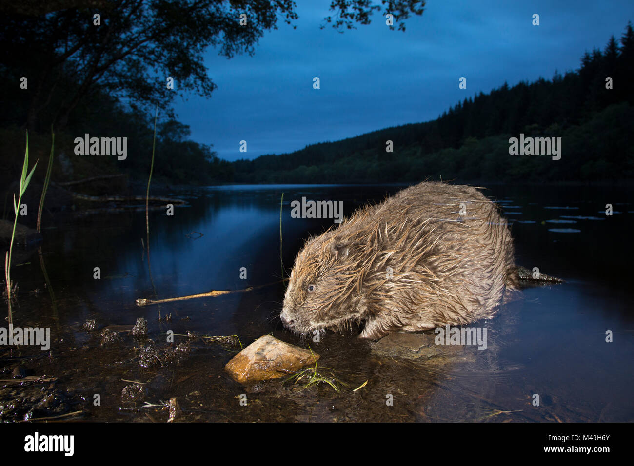 Eurasischen Biber (Castor Fiber) der Nahrungssuche im Loch in der Nacht, Knapdale, Argyll, Schottland, Großbritannien, Juni. Stockfoto