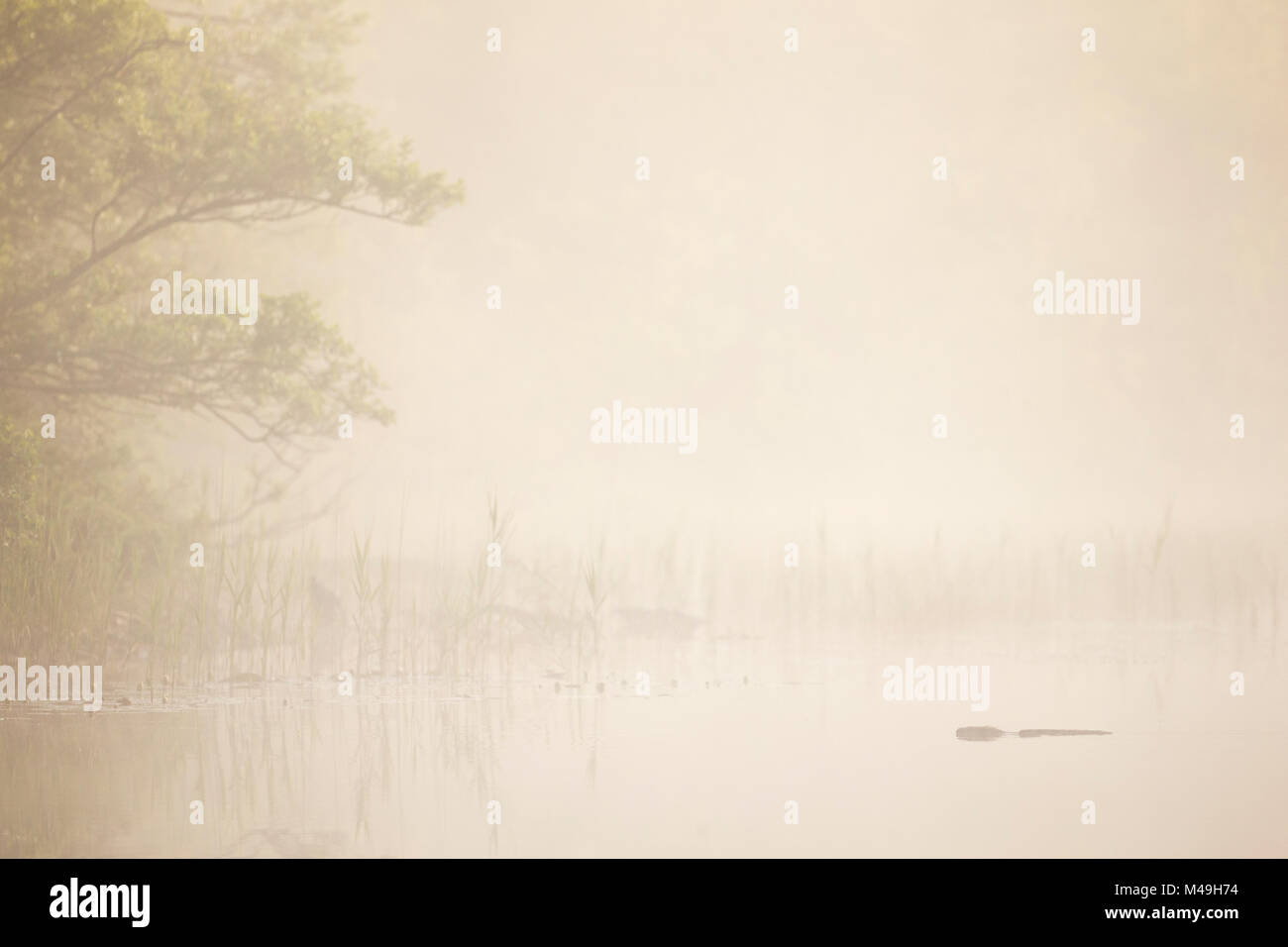 Eurasischen Biber (Castor Fiber) Schwimmen im Loch auf misty morning, Knapdale, Argyll, Schottland, Großbritannien, Juli. Stockfoto