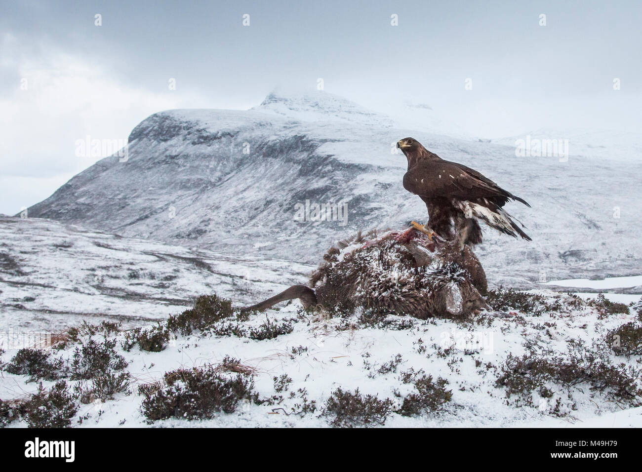 Golden Eagle (Aquila Chrysaetos) Fütterung auf Rotwild (Cervus elaphus) Karkasse, Assynt, Sutherland, Highland, Schottland, Januar. Stockfoto