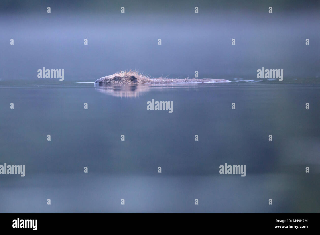 Eurasischen Biber (Castor Fiber) Schwimmen in der Morgendämmerung, Knapdale Wald, Argyll, Schottland, Großbritannien, Juni. Stockfoto