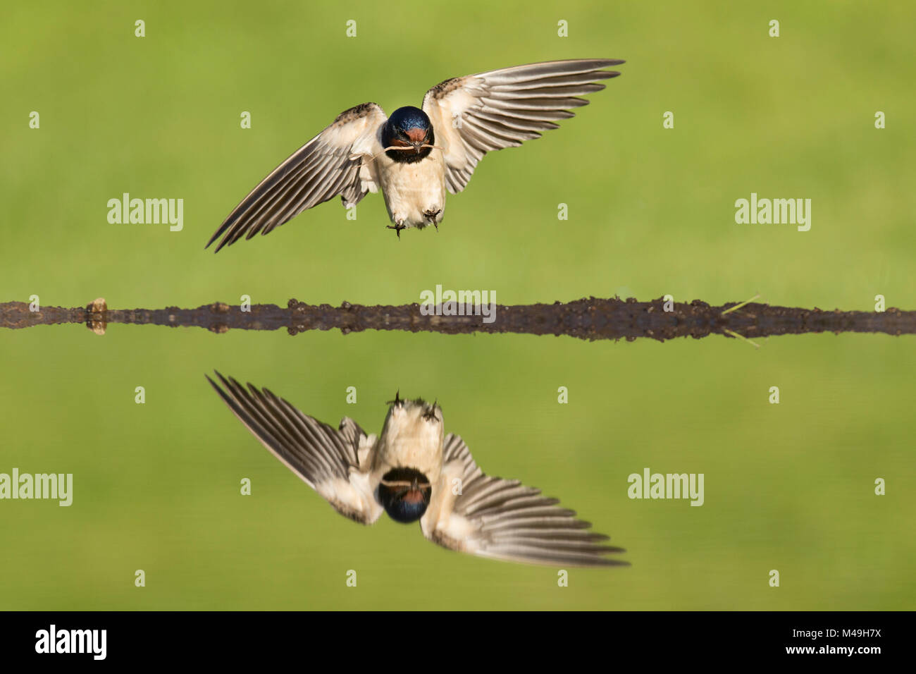 Rauchschwalbe (Hirundo rustica) Aussteigen am Teich zu Schlamm zum Nestbau, Schottland, UK, Mai sammeln. Stockfoto