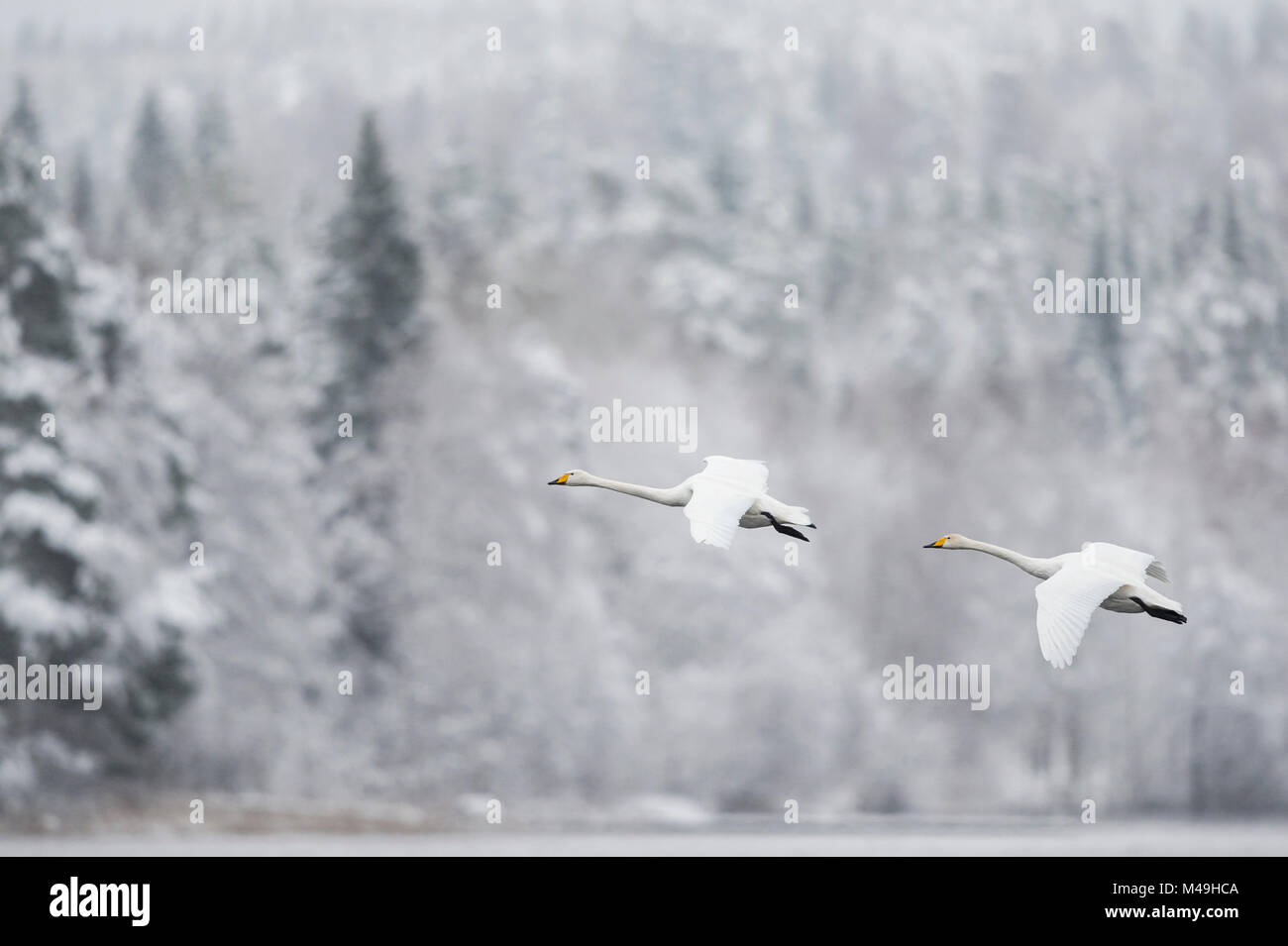 Singschwan (Cygnus Cygnus) Paar in Flug in verschneiter Landschaft, Finnland, November. Stockfoto