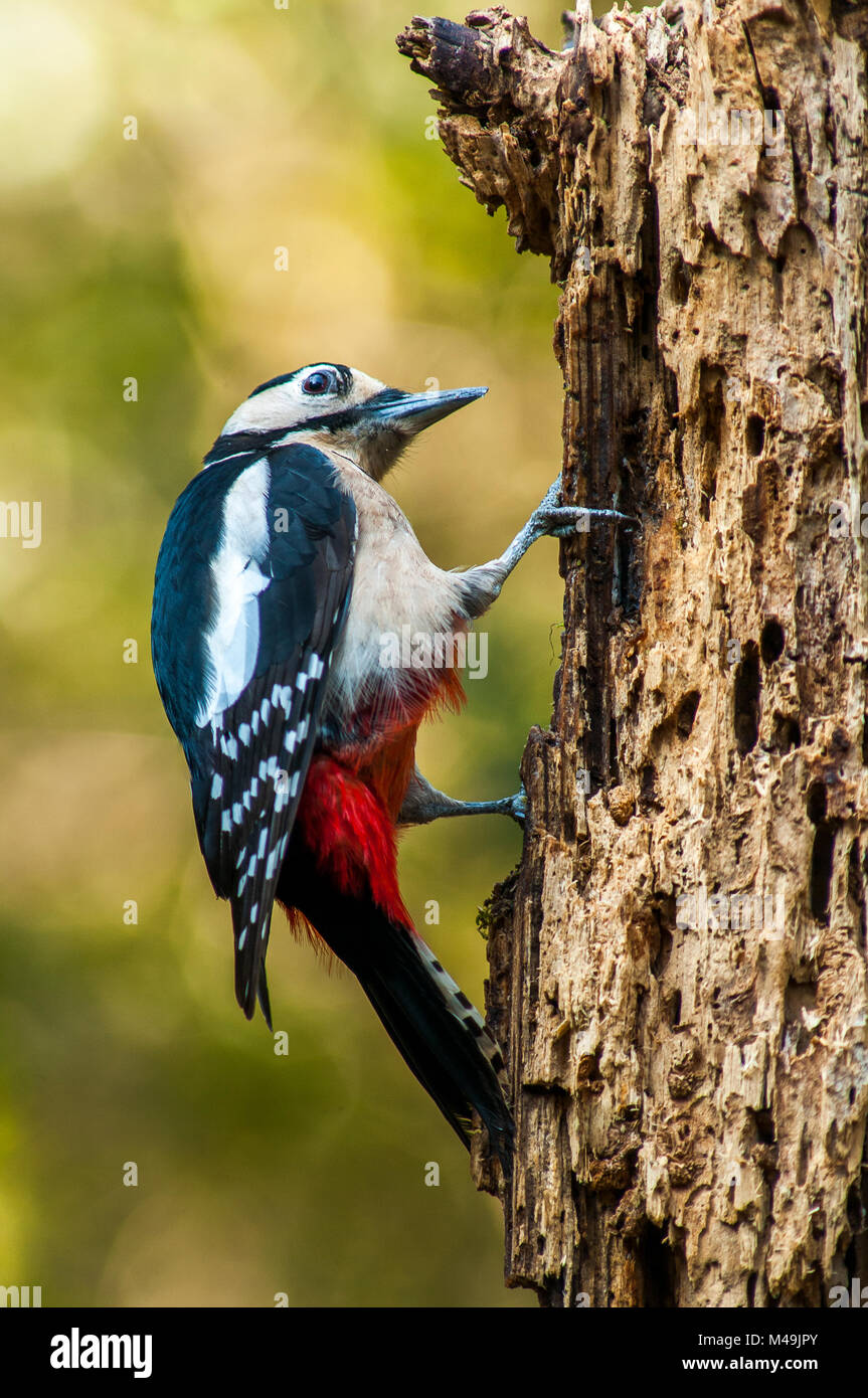 Buntspecht (Dendrocopos major) auf der Suche nach Nahrung in eine vertikale Branche Stockfoto