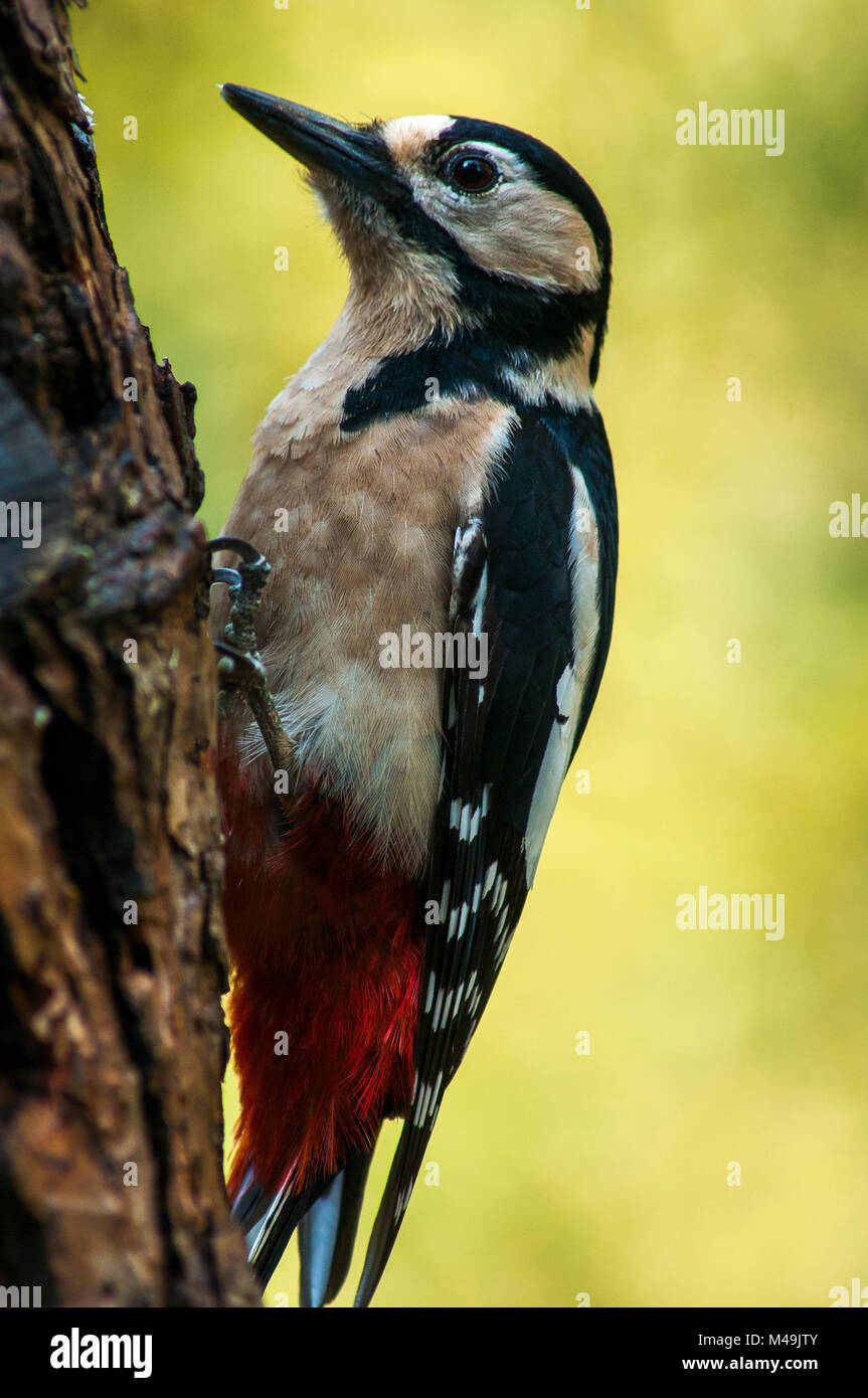 Buntspecht (Dendrocopos major) auf der Suche nach Nahrung in eine vertikale Branche Stockfoto