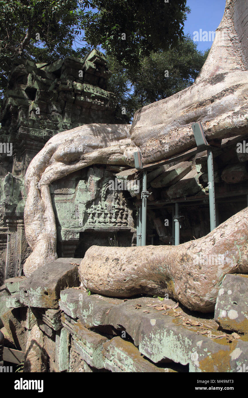Metall Halterungen unterstützen das Banyan Bäume Übernahme der alten buddhistischen Kloster von Ta Prohm in der Nähe von Siem Reap Kambodscha Stockfoto