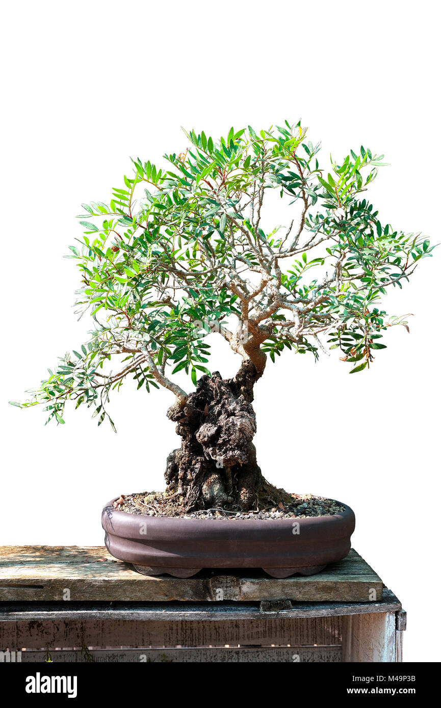 Bonsai von einem lbaum in Topf und vollstndig schneiden Sie auf weiem  Hintergrund Stockfotografie - Alamy