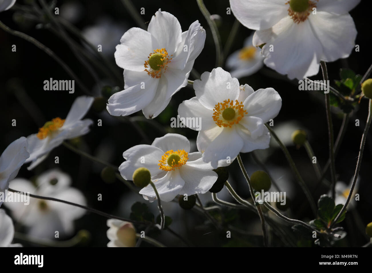 Anemone japonica Honorine Jobert, Japanische Anemone Stockfoto