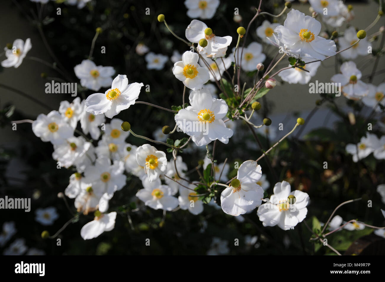 Anemone japonica Honorine Jobert, Japanische Anemone Stockfotografie
