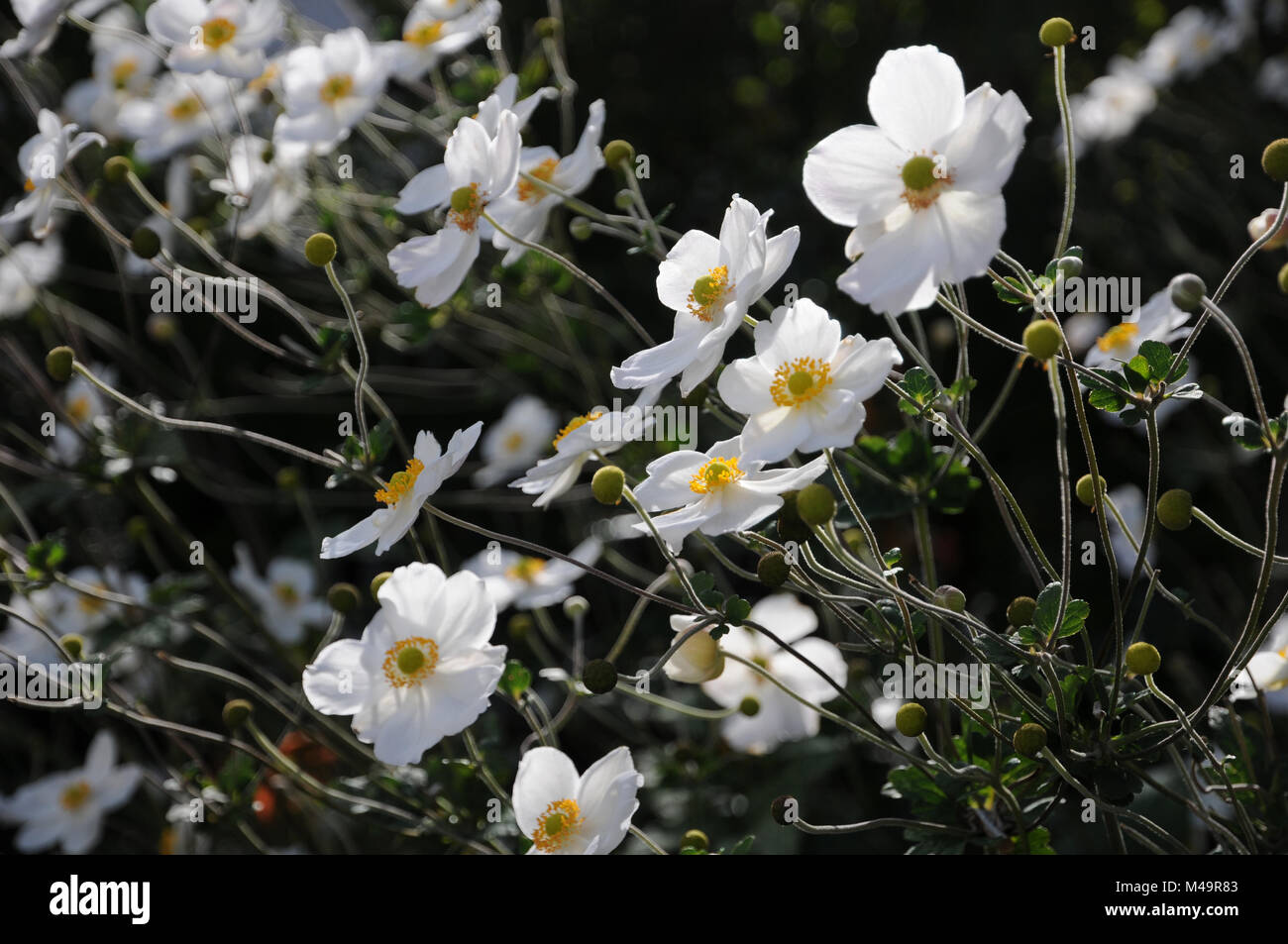 Anemone japonica Honorine Jobert, Japanische Anemone Stockfoto