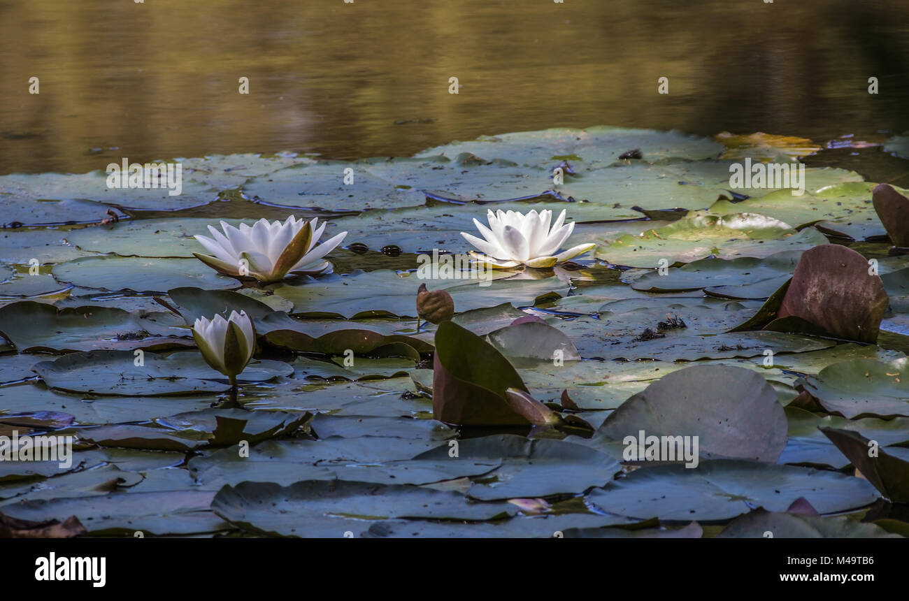 Seerosen (Nymphaea) Stockfoto