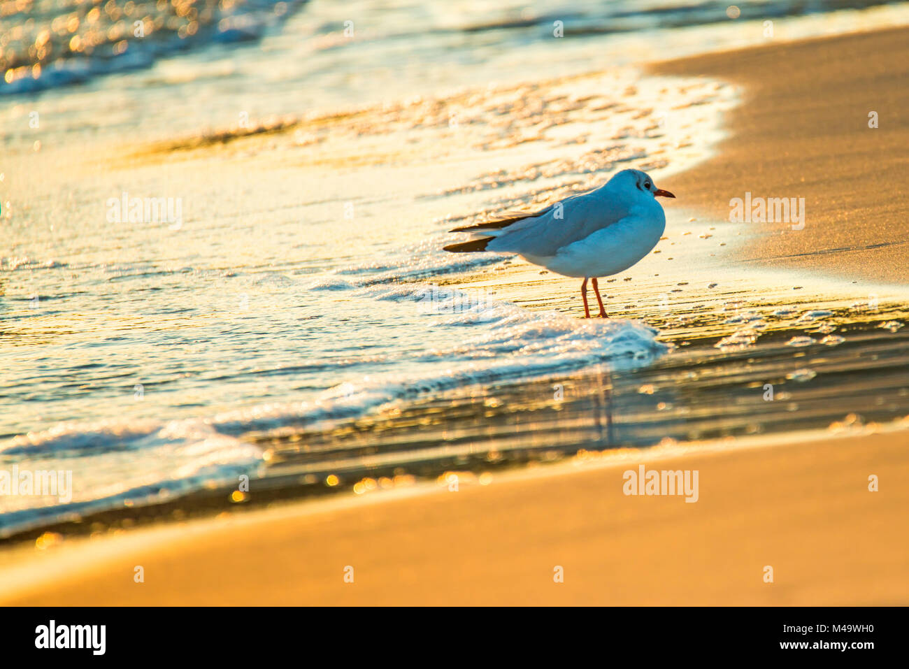 Schwarze Leitung Möwe am Strand der Ostsee bei Sonnenaufgang Stockfoto