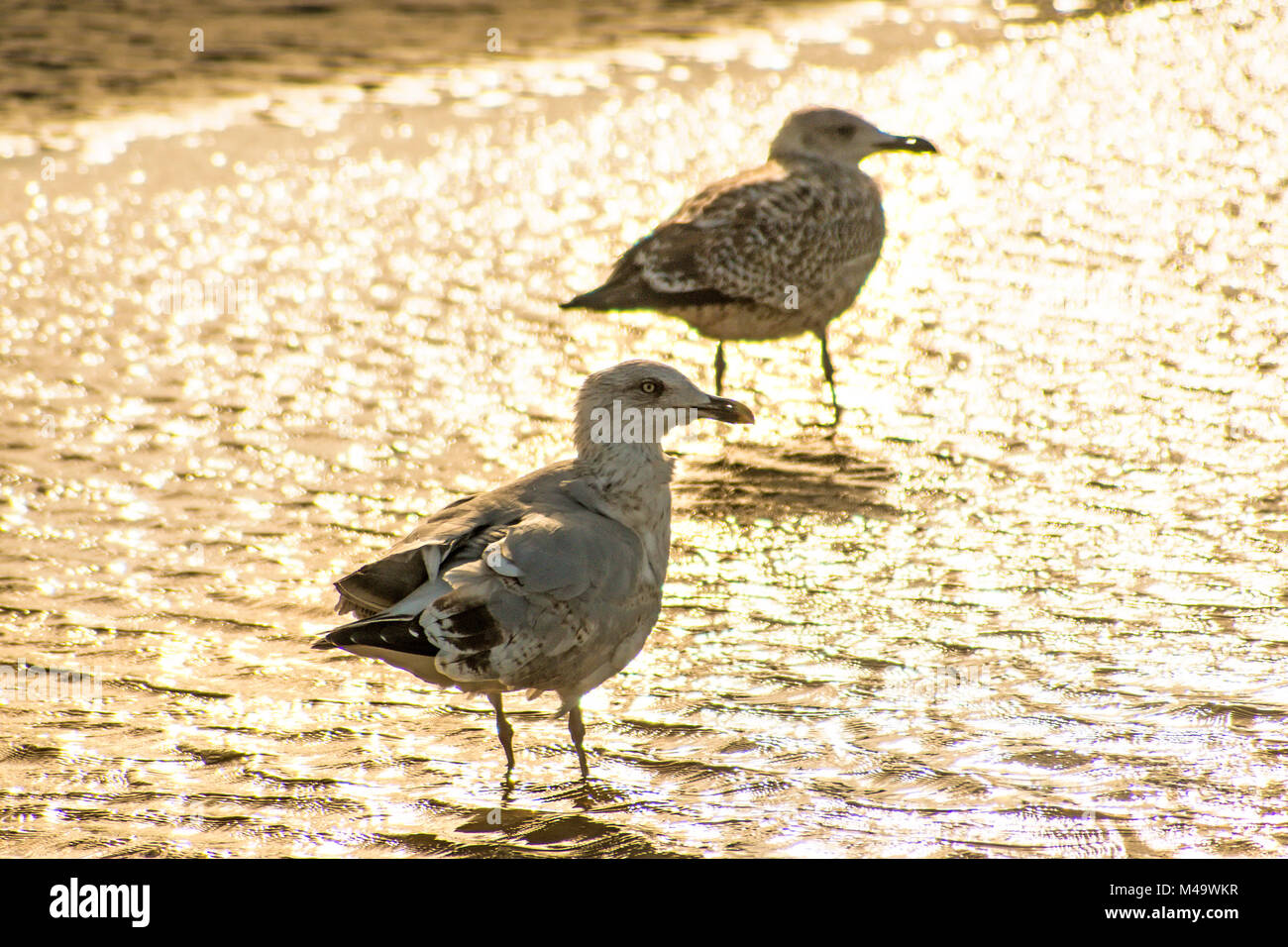 Junge Silbermöwe bei Sonnenaufgang am Strand der Ostsee in Polen Stockfoto