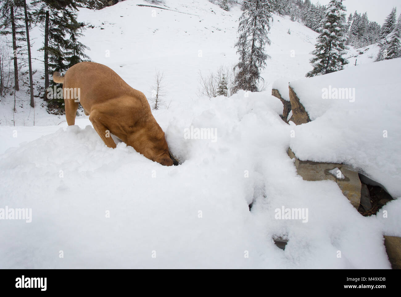 Red Dog, mit dem Kopf nach unten in einem Spalt zwischen den schneebedeckten Felsen, oben auf dem Berg in dem Kabinett in den Bergen, im Nordwesten von Montana. Stockfoto