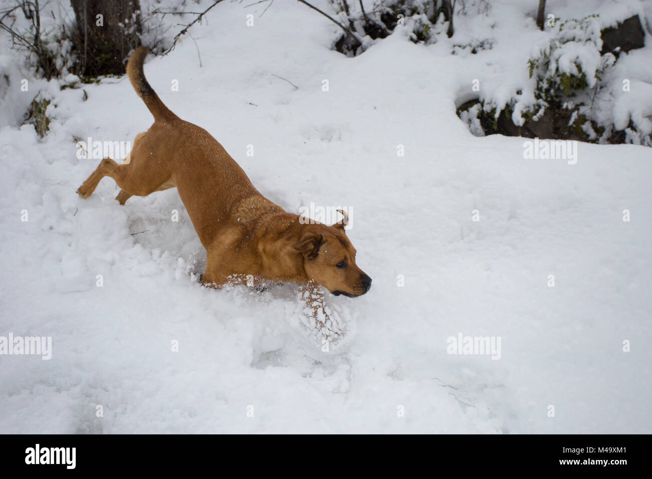 Red Dog, bounding Schnee bedeckten Hügel, Adler, im Kabinett Bergen, in Sanders County im US-Bundesstaat Montana. Stockfoto