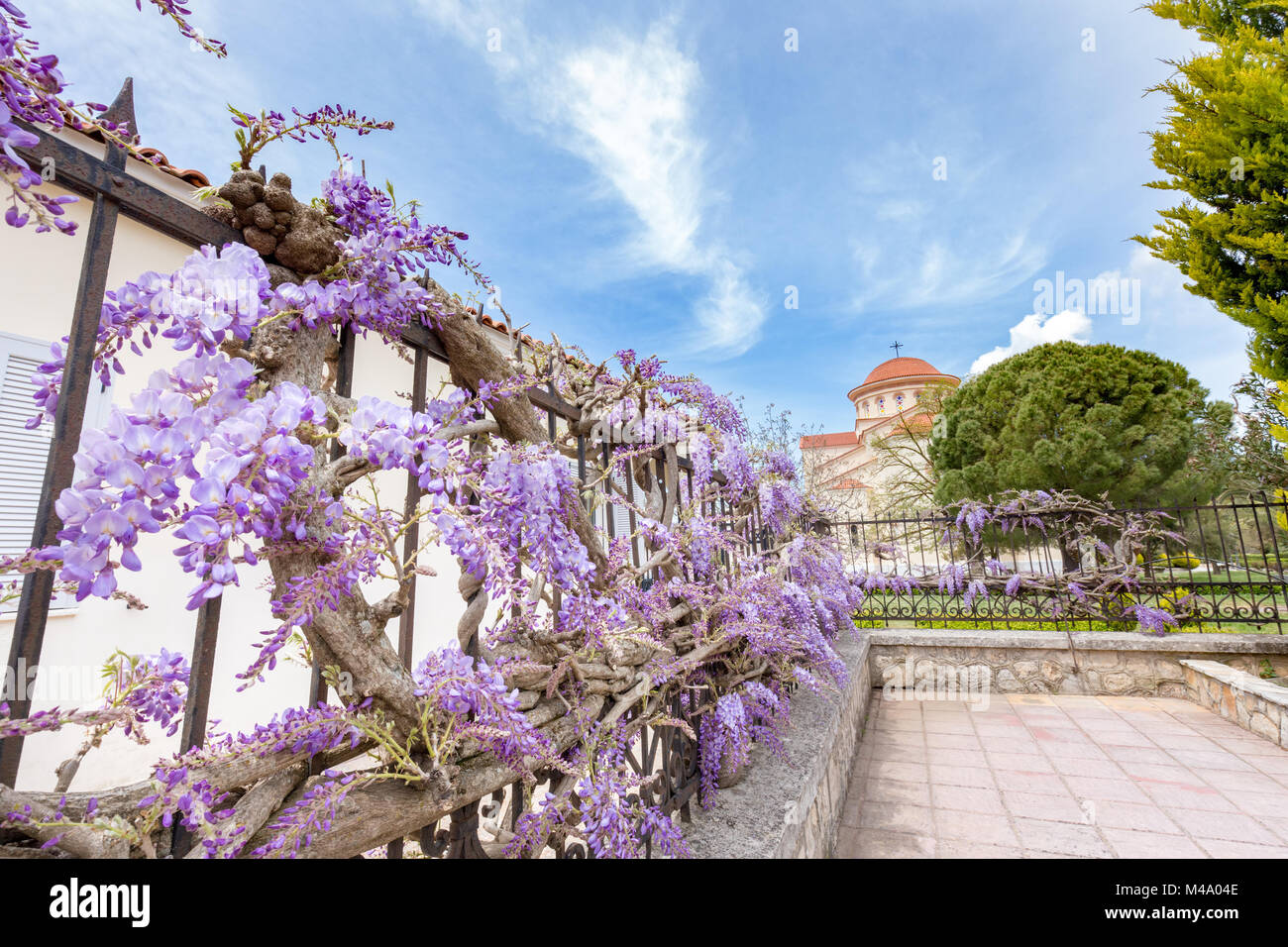 Blooming blue Wisteria sinensis auf Zaun in Griechenland Stockfoto