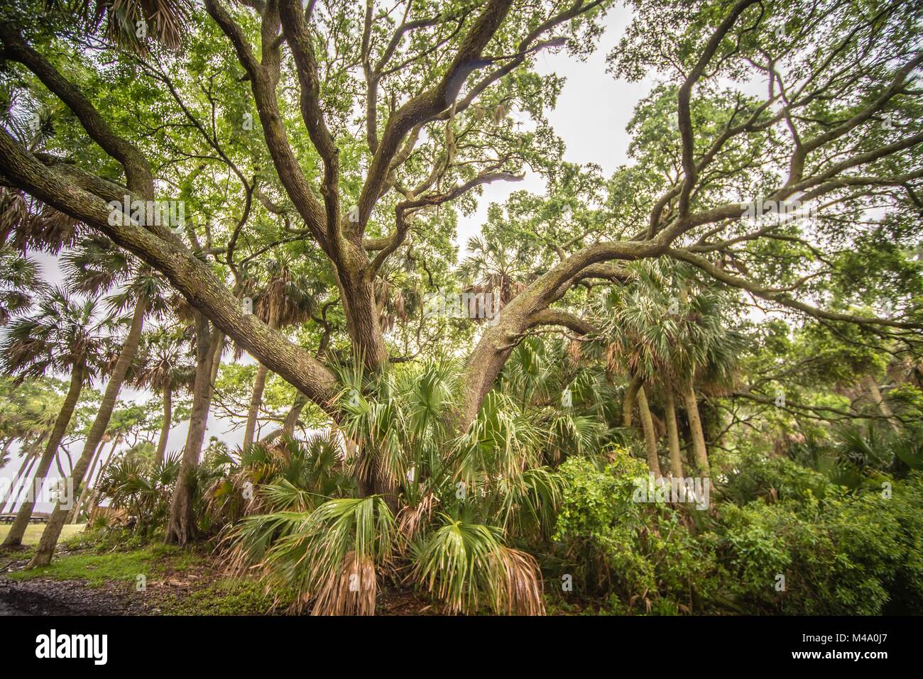 Riesige Eiche Baum auf der Jagd Island South Carolina Stockfoto