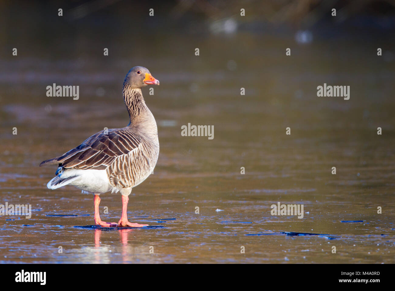 Graugans (Anser anser) auf dem Eis eines zugefrorenen See im Naturschutzgebiet Moenchbruch in der Nähe von Frankfurt, Deutschland sitzen. Stockfoto