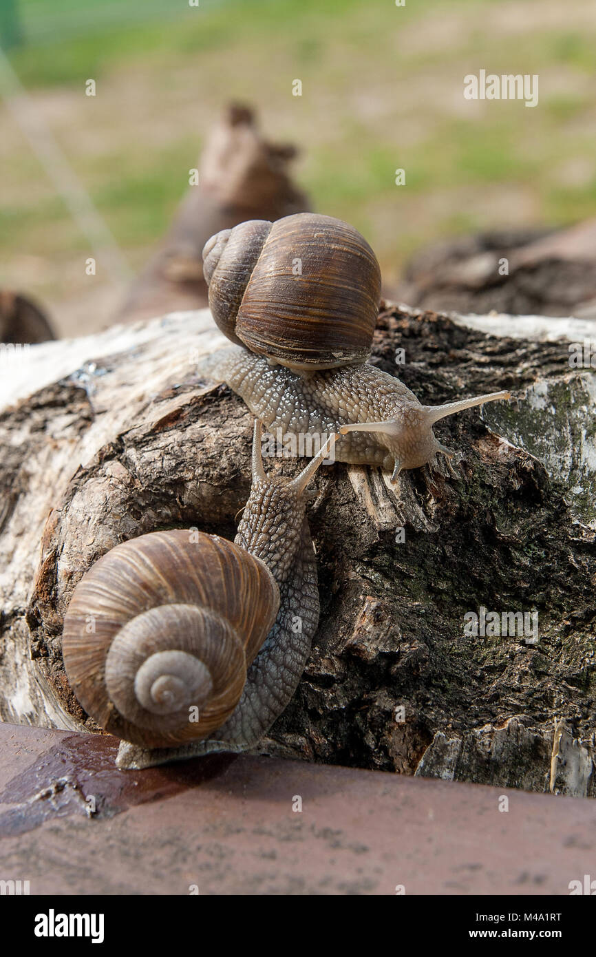 Roman Snail - Helix Pomatia. Helix Pomatia, Trivialnamen der römischen, Burgund, essbare Schnecken oder Schnecken, ist eine Art von großen, essbar, luftatmenden l Stockfoto