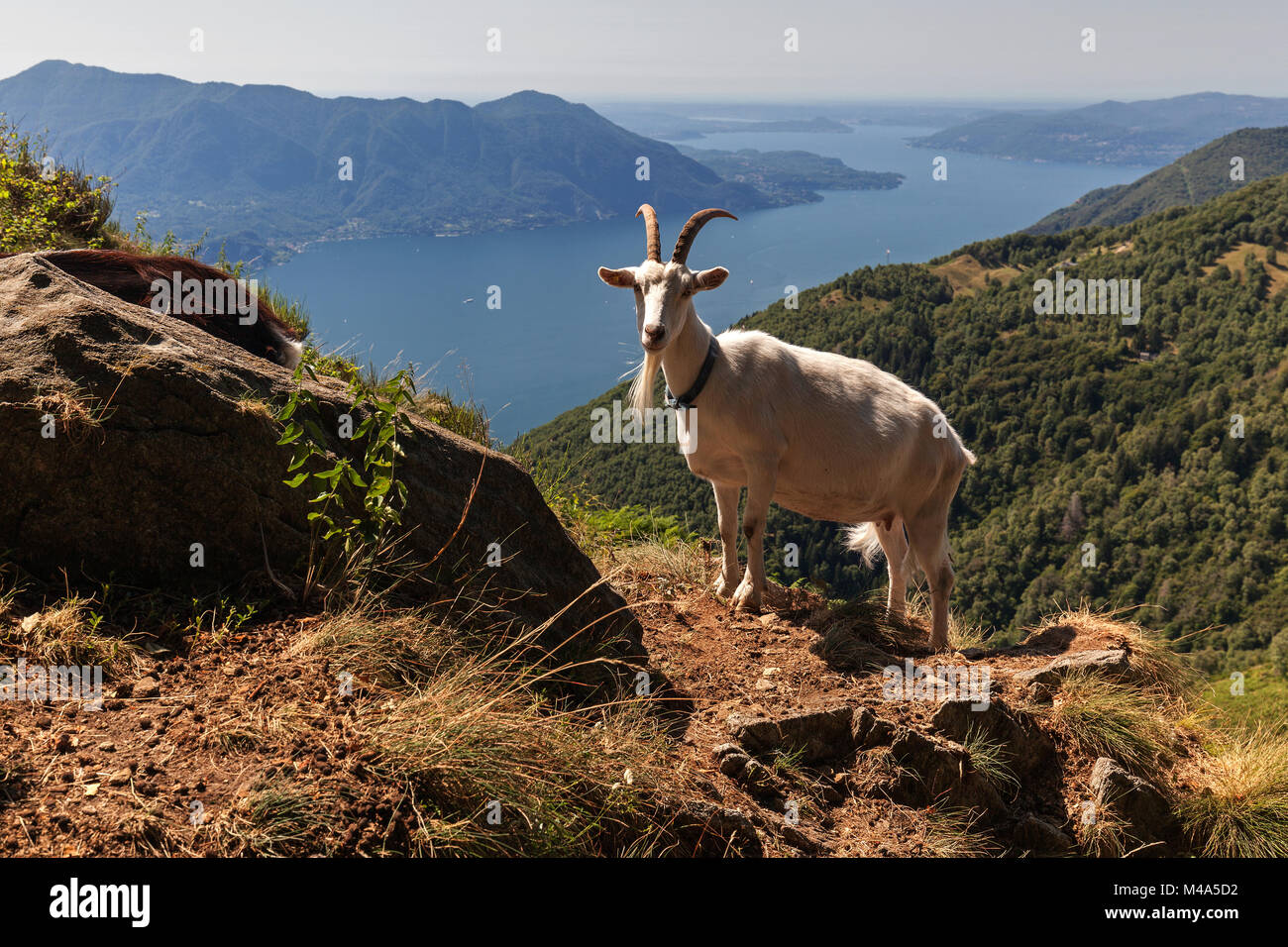 Ziege (Capra) auf dem Monte Morissolo, Lago Maggiore, Verbano-Cusio-Ossola Provinz, Region Piemont, Italien Stockfoto