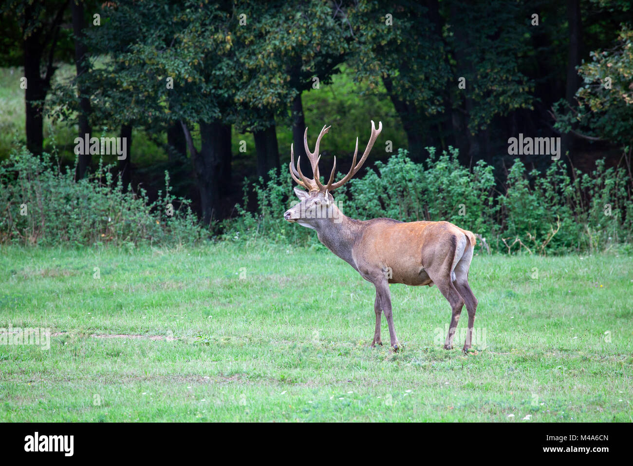 Red deer Stockfoto