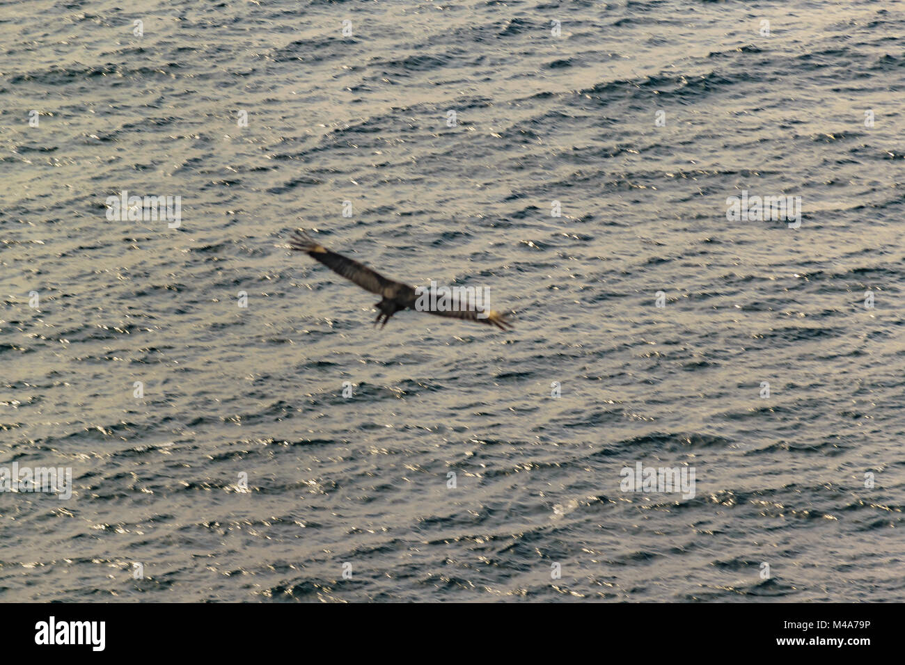 Adler fliegen gegen Meer Hintergrund Santa Elena Ecuador Stockfoto