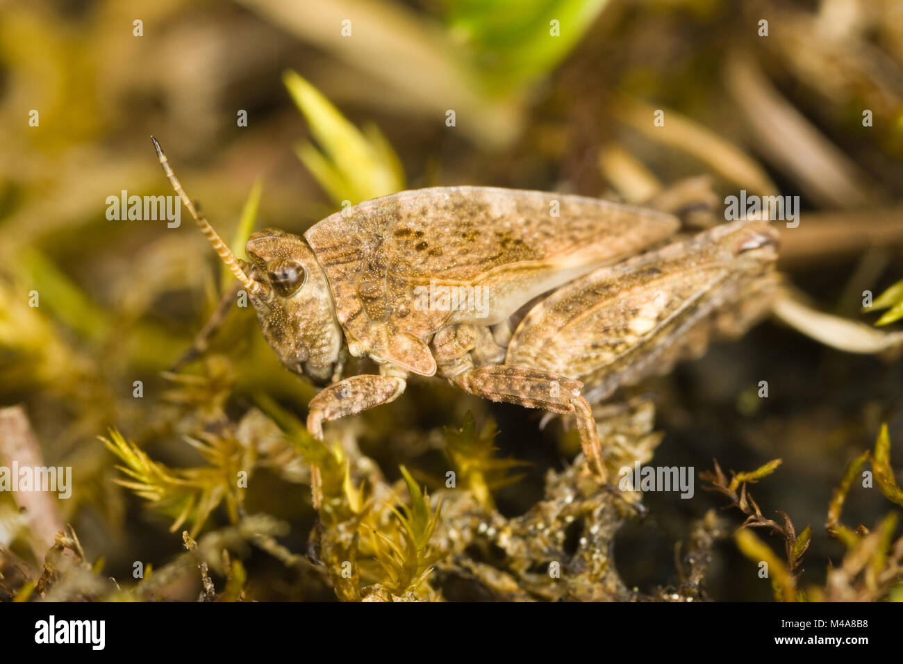 Gemeinsame Groundhopper (Tetrix undulata) auf Moss Stockfoto